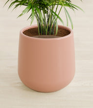 Load image into Gallery viewer, Calm Rose stand:all