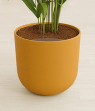 Load image into Gallery viewer, Sunset Orange stand:all