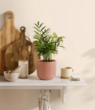 Load image into Gallery viewer, Striped Rose Pink