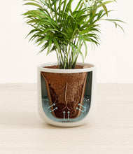 Load image into Gallery viewer, Cotton White stand:all