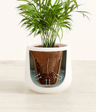 Load image into Gallery viewer, White stand:all