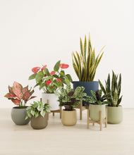 Lade das Bild in den Galerie-Viewer, Earthy stand:three_stands