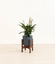 Lade das Bild in den Galerie-Viewer, Iron Gray stand:walnut