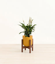 Lade das Bild in den Galerie-Viewer, Sunset Orange stand:walnut