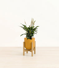 Lade das Bild in den Galerie-Viewer, Sunset Orange stand:bamboo