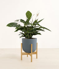 Lade das Bild in den Galerie-Viewer, Iron Gray stand:bamboo
