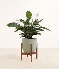 Lade das Bild in den Galerie-Viewer, Sage Green stand:walnut