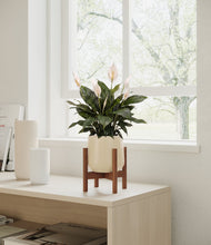 Load image into Gallery viewer, Almond Green stand:walnut