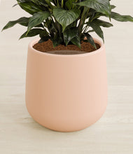 Load image into Gallery viewer, Gentle Pink stand:all