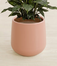 Load image into Gallery viewer, Calm Rose stand:all