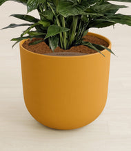 Load image into Gallery viewer, Sunset Orange stand:all