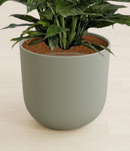 Lade das Bild in den Galerie-Viewer, Sage Green stand:all