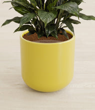 Load image into Gallery viewer, Key Lime Yellow stand:all