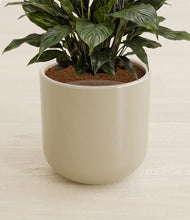 Load image into Gallery viewer, Sage Green stand:all
