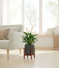 Load image into Gallery viewer, Dark Olive stand:dark