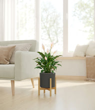 Load image into Gallery viewer, Dark Olive stand:light
