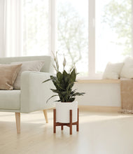 Load image into Gallery viewer, White stand:walnut