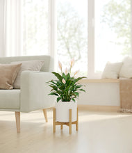 Load image into Gallery viewer, White stand:light