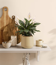 Load image into Gallery viewer, Almond Green