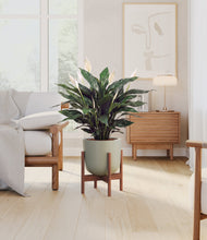 Load image into Gallery viewer, Sage Green stand:walnut