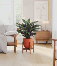 Load image into Gallery viewer, Earth Red stand:walnut