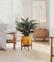 Load image into Gallery viewer, Sunset Orange stand:walnut