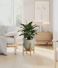 Load image into Gallery viewer, Sage Green stand:light