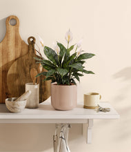 Load image into Gallery viewer, Sandy Pink