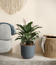 Load image into Gallery viewer, Iron Gray stand:all