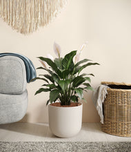 Load image into Gallery viewer, Natural Bamboo stand:all