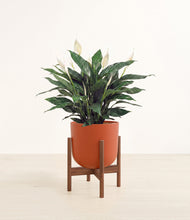 Load image into Gallery viewer, Earth Red stand:walnut