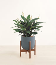 Load image into Gallery viewer, Iron Gray stand:walnut