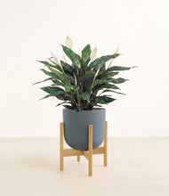 Load image into Gallery viewer, Iron Gray stand:bamboo