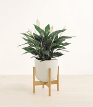 Load image into Gallery viewer, Natural Bamboo stand:bamboo