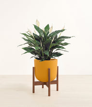 Load image into Gallery viewer, Sunset Orange stand:walnut