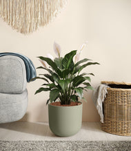 Load image into Gallery viewer, Sage Green stand:all