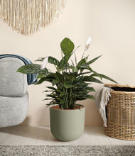 Lade das Bild in den Galerie-Viewer, Sage Green