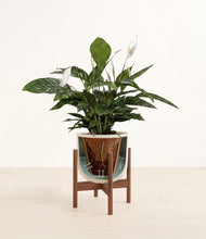 Lade das Bild in den Galerie-Viewer, Natural Bamboo stand:all