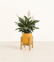 Load image into Gallery viewer, Mustard stand:bamboo
