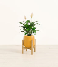 Lade das Bild in den Galerie-Viewer, Mustard stand:light
