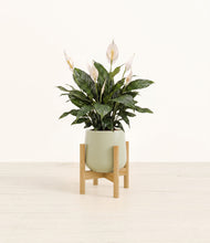 Load image into Gallery viewer, Turquoise stand:bamboo
