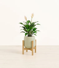 Lade das Bild in den Galerie-Viewer, Turquoise stand:light