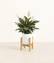 Load image into Gallery viewer, White stand:bamboo