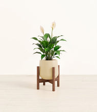 Lade das Bild in den Galerie-Viewer, Almond Green stand:dark