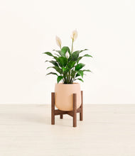 Lade das Bild in den Galerie-Viewer, Gentle Pink stand:dark