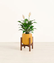 Lade das Bild in den Galerie-Viewer, Mustard stand:dark