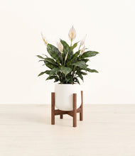 Load image into Gallery viewer, White stand:walnut