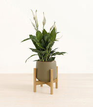 Lade das Bild in den Galerie-Viewer, Olive stand:bamboo