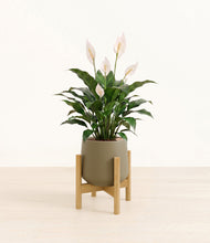 Load image into Gallery viewer, Olive stand:light