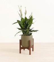 Lade das Bild in den Galerie-Viewer, Olive stand:walnut
